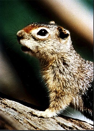 Idaho ground squirrel